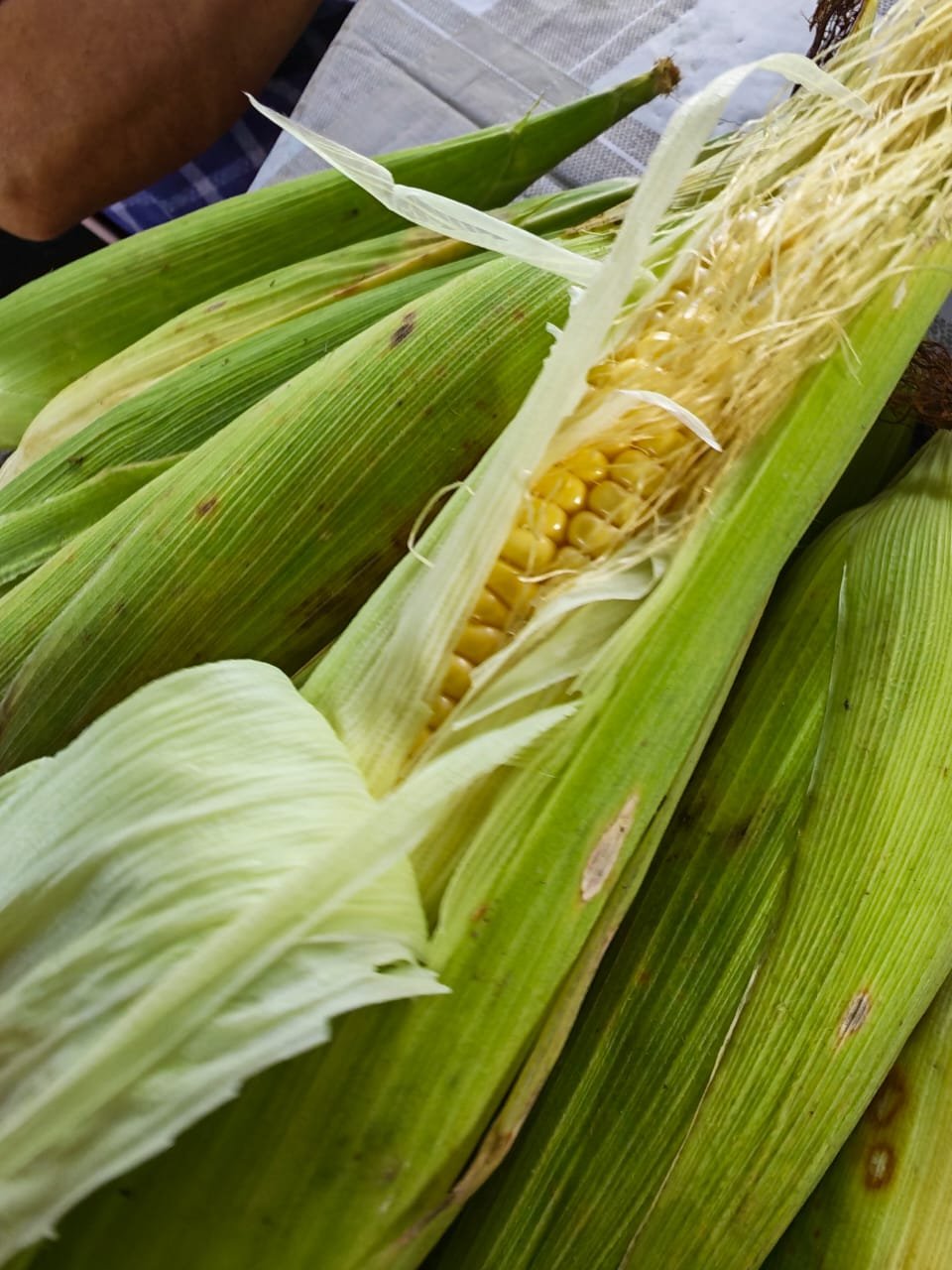 Jagung