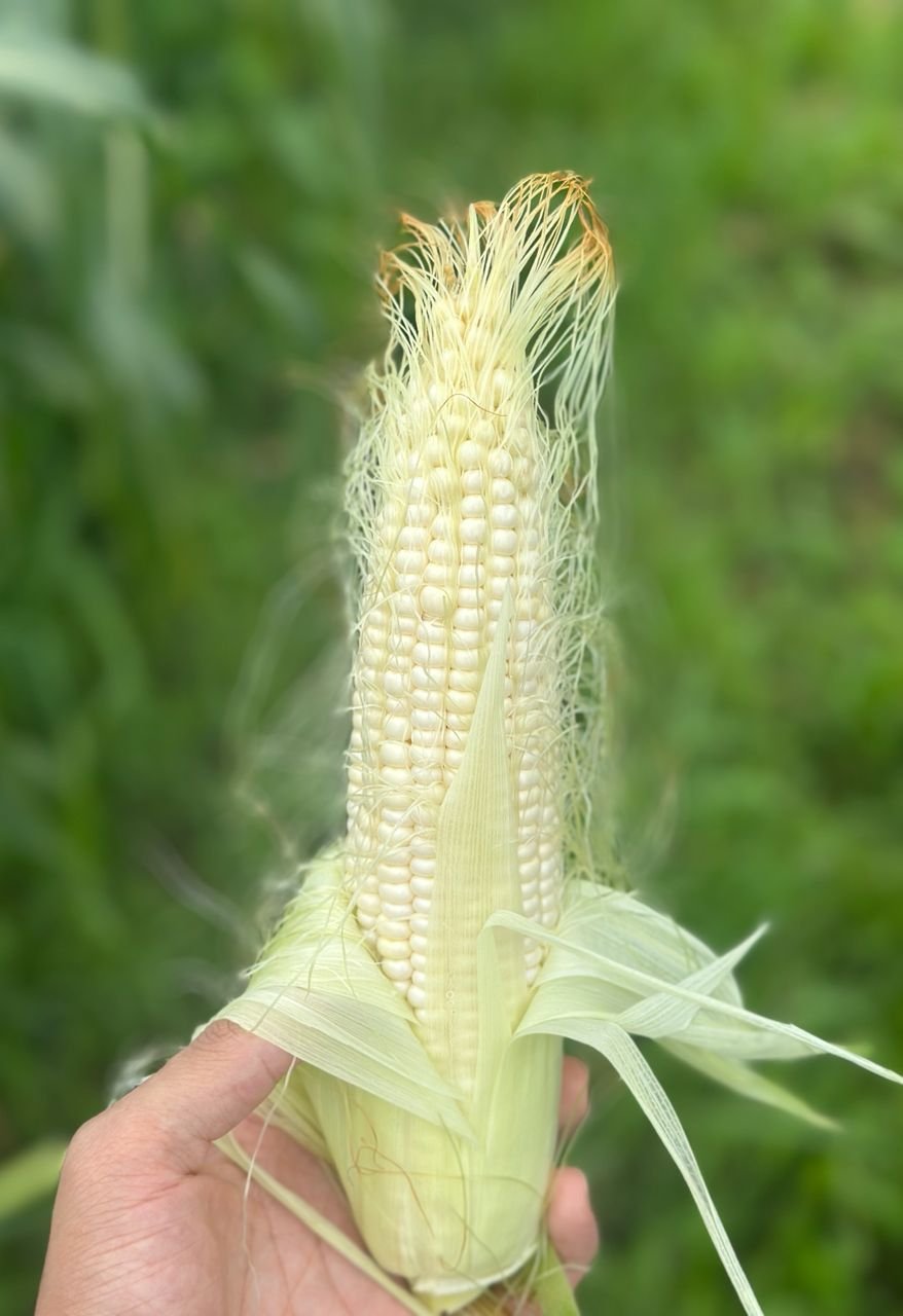 Hokkaido White Corn